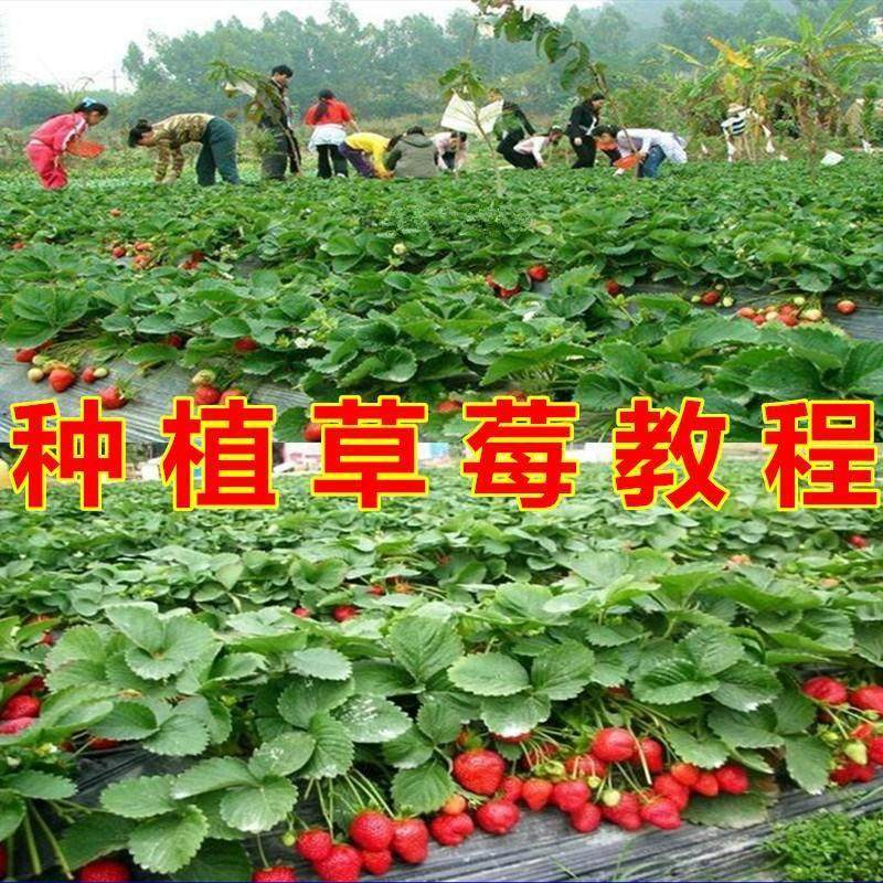 草莓种植技术全套视频教程大全科学培训方法经验大棚栽培教程资料-虚拟仓发货