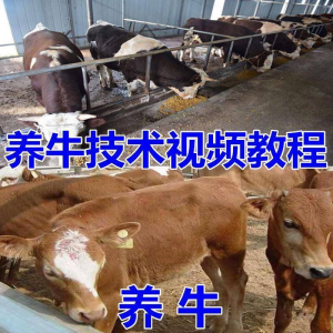 养牛养羊视频教程疾病防治挤奶牛场建设放牧饲养猪技术全套发育-虚拟仓发货