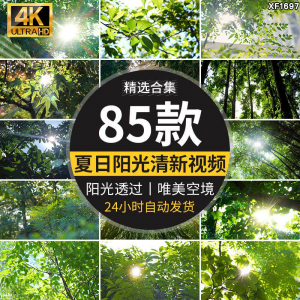 4K夏日阳光透过树叶森林空境升格大自然唯美清新绿叶实拍视频素材-虚拟仓发货