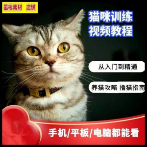 猫咪训练+养猫攻略大全技巧秘诀自学教程课程视频-虚拟仓发货