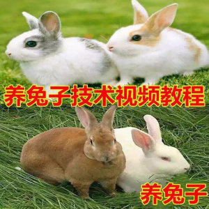 养兔子技术自学全套视频教程大全兔子养殖教程学畜牧养殖视频教程-虚拟仓发货